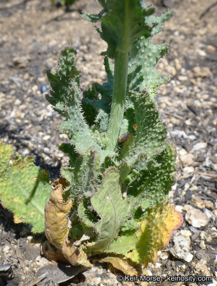 Image of Payson's wild cabbage