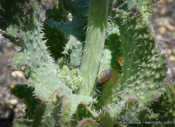 Image of Payson's wild cabbage