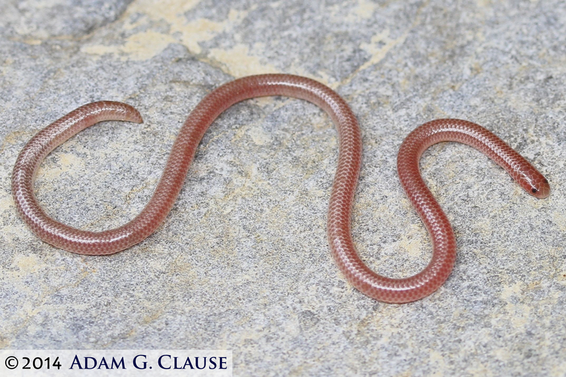 Image of Rena humilis humilis Baird & Girard 1853