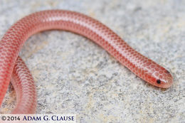 Image of Rena humilis humilis Baird & Girard 1853