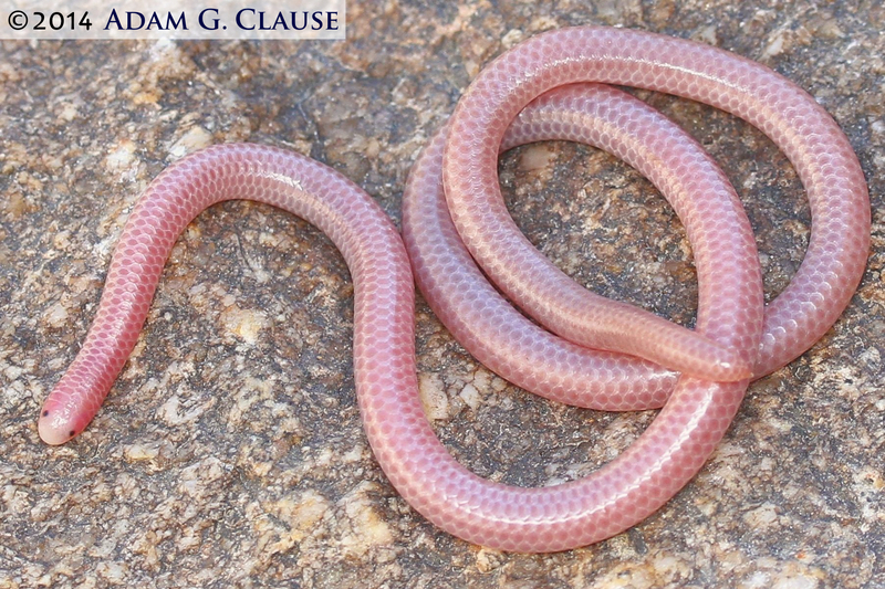 Image of Rena humilis humilis Baird & Girard 1853