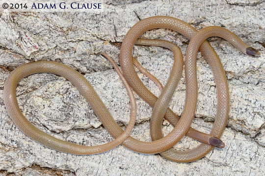 Image of Southwestern Blackhead Snake