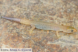 Image of Desert Night Lizard