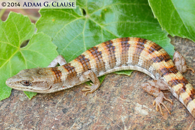 Image of Panamint Alligator Lizard