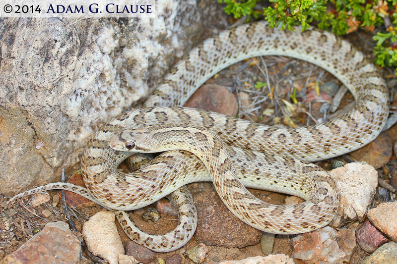 Image of Glossy Snake