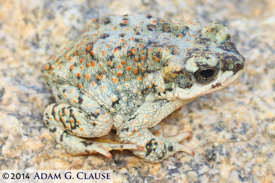 Imagem de Anaxyrus punctatus (Baird & Girard 1852)