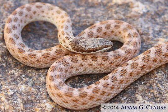 Image of Desert Night Snake