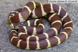 Image of Common Kingsnake