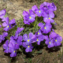 Слика од Viola calcarata subsp. villarsiana (Roemer & Schultes) Merxm.
