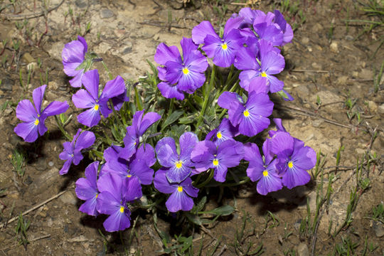 Image of Viola calcarata subsp. villarsiana (Roemer & Schultes) Merxm.