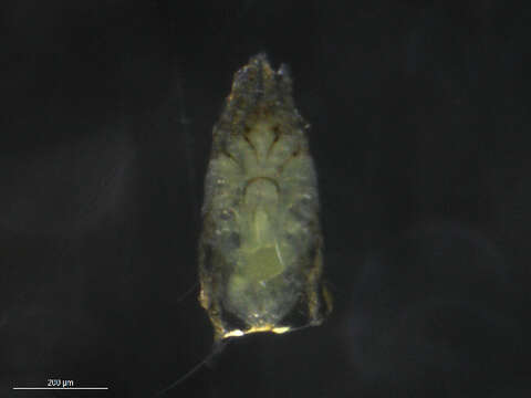 Image of Pterolichidae