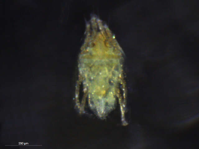 Image of Pterolichidae