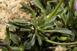 Image of Viola calcarata subsp. villarsiana (Roemer & Schultes) Merxm.