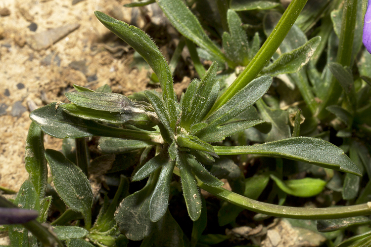 Imagem de Viola calcarata subsp. villarsiana (Roemer & Schultes) Merxm.