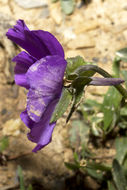 Image of Viola calcarata subsp. villarsiana (Roemer & Schultes) Merxm.