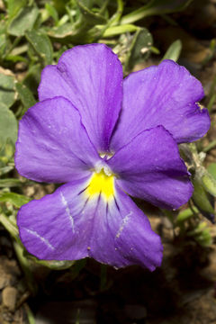 Imagem de Viola calcarata subsp. villarsiana (Roemer & Schultes) Merxm.