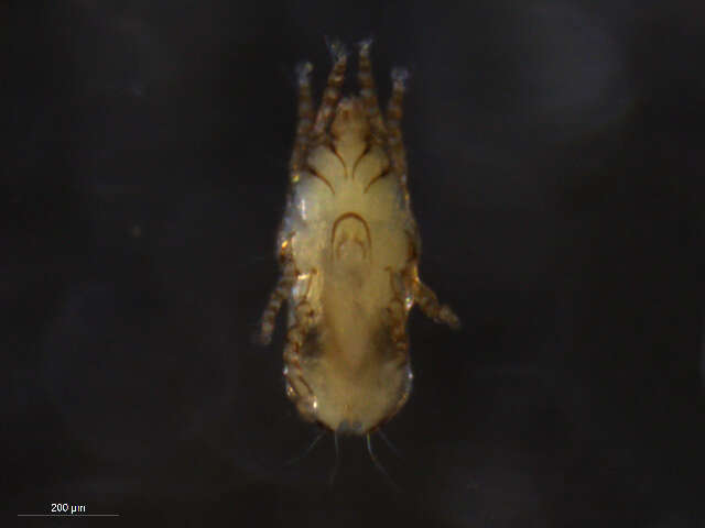 Image of Gabuciniidae