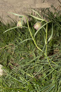 Image of Fritillaria involucrata All.