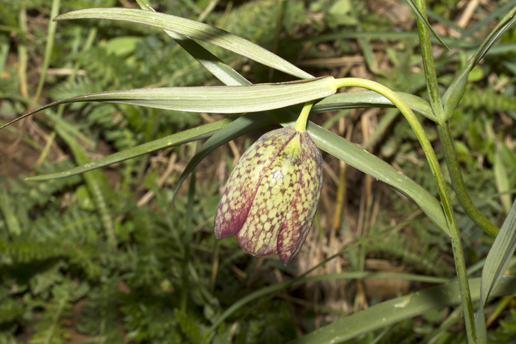 Image of Fritillaria involucrata All.