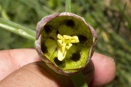 Image of Fritillaria involucrata All.