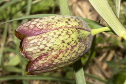 Image of Fritillaria involucrata All.