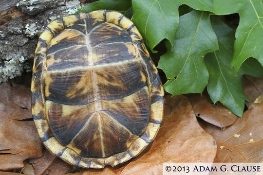 Слика од Terrapene carolina (Linnaeus 1758)