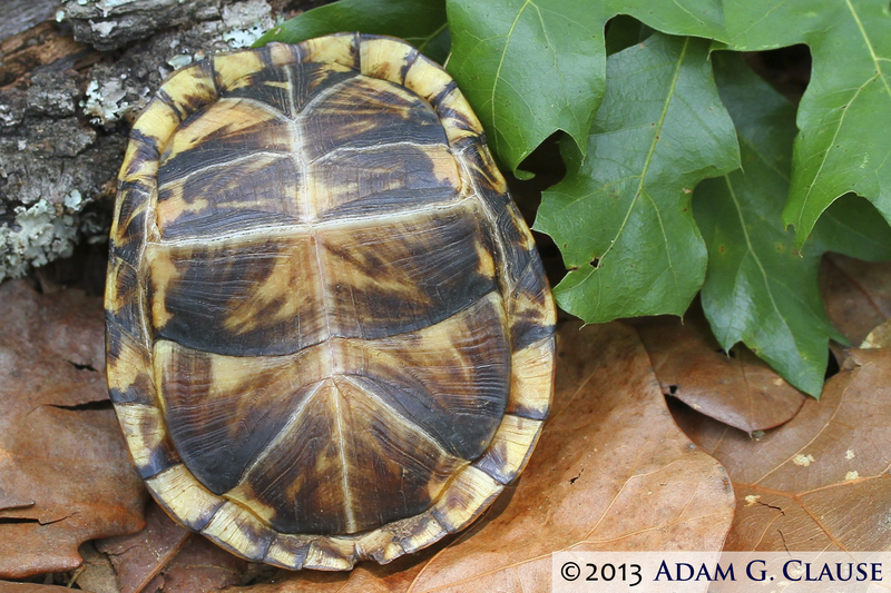 Image of American Box Turtle