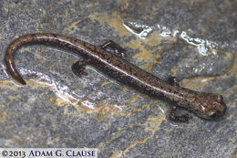 Image of Inyo Mountains Salamander