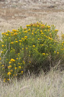 Image of Ericameria nauseosa var. graveolens (Nutt.) Reveal & Schuyler