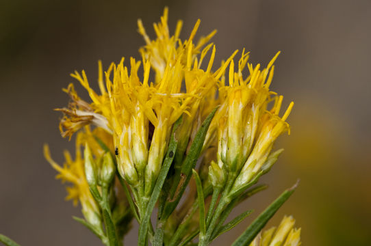 Image of Ericameria nauseosa var. graveolens (Nutt.) Reveal & Schuyler