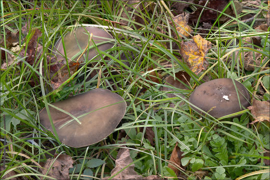 Image of Melanoleuca polioleuca (Fr.) Kühner & Maire 1934