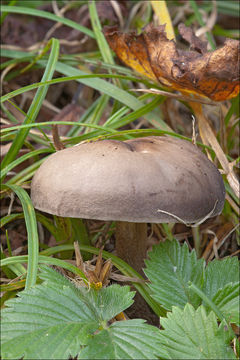 Image de Tricholome à chair brune