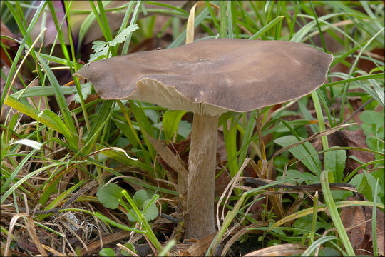 Image de Tricholome à chair brune