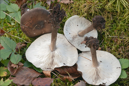 Image of Melanoleuca polioleuca (Fr.) Kühner & Maire 1934