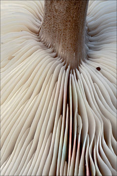 Image of Melanoleuca polioleuca (Fr.) Kühner & Maire 1934