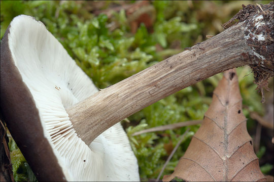 Image de Tricholome à chair brune