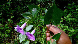 Plancia ëd Ipomoea batatoides Choisy