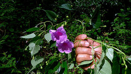 Plancia ëd Ipomoea batatoides Choisy