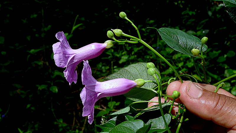 Image of Ipomoea batatoides Choisy