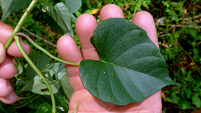 Plancia ëd Ipomoea batatoides Choisy