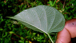 Image of Ipomoea batatoides Choisy