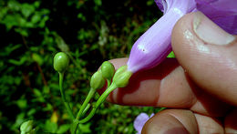 Image of Ipomoea batatoides Choisy