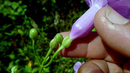 Plancia ëd Ipomoea batatoides Choisy