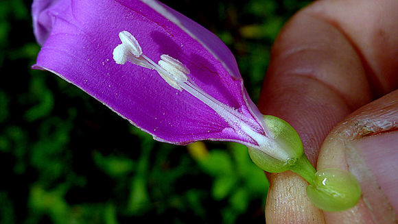 Ipomoea batatoides Choisy resmi