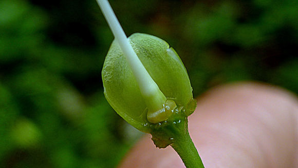 Ipomoea batatoides Choisy resmi