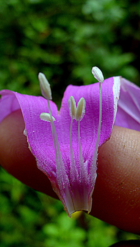 Plancia ëd Ipomoea batatoides Choisy