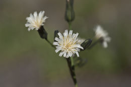 Image of white hawkweed