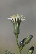 Image of white hawkweed