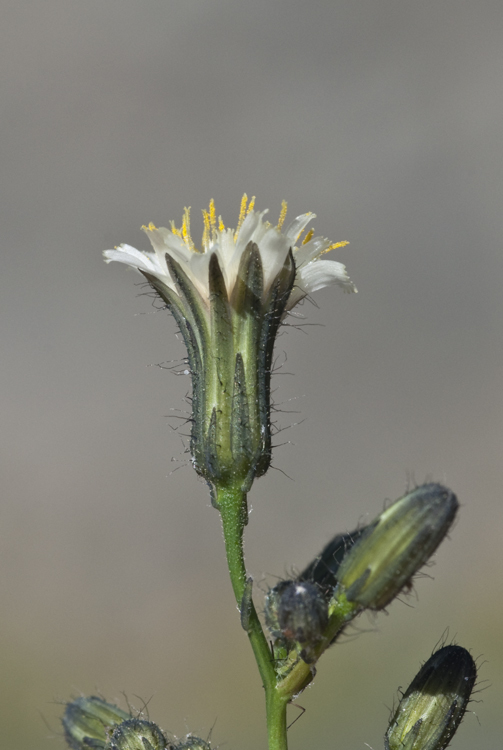 Image of white hawkweed