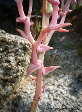 Image of Desert dudleya